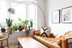 decorative plants