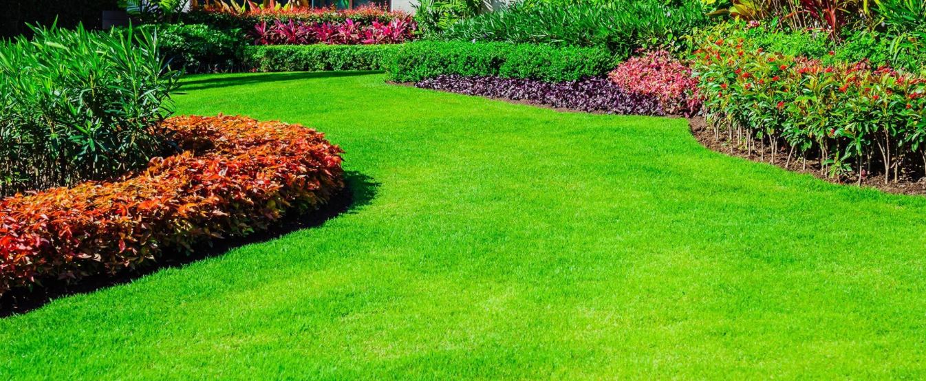 lawn
