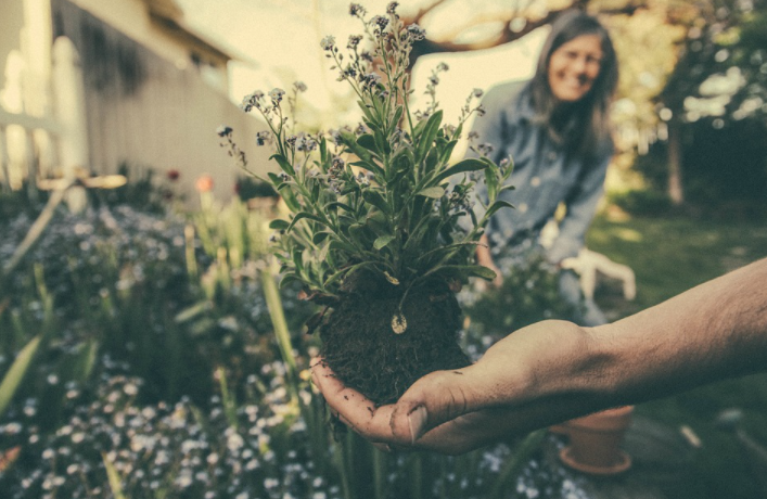 Gardening Tips