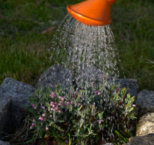 Gardening Tips
