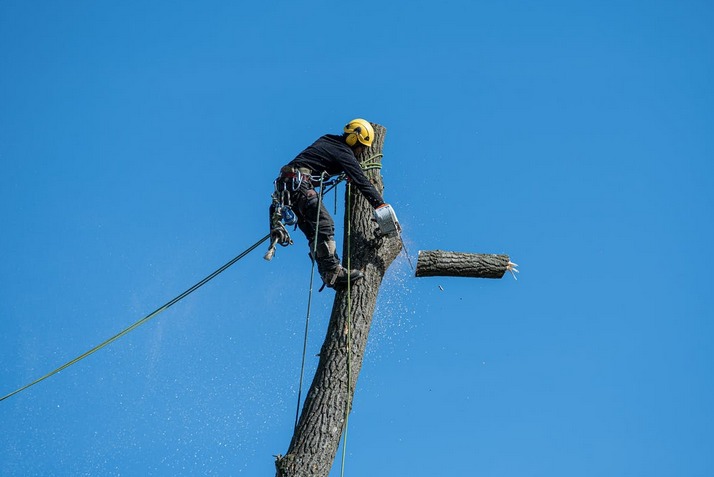 arborist